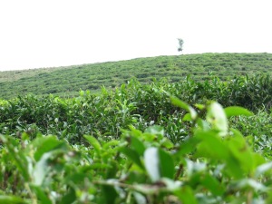 The tea goes on for miles and miles. It's just so beautiful. I feel so at peace in the tea fields.