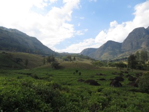 I just love the mountains in the tea fields in Gurue. They're just so pretty and calming.